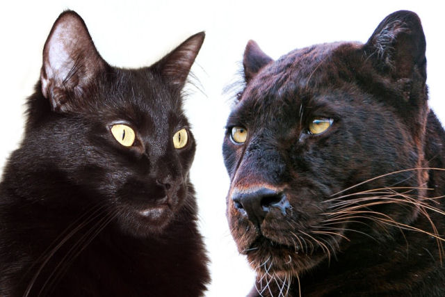 As semelhanças entre grandes felinos e gatos domésticos