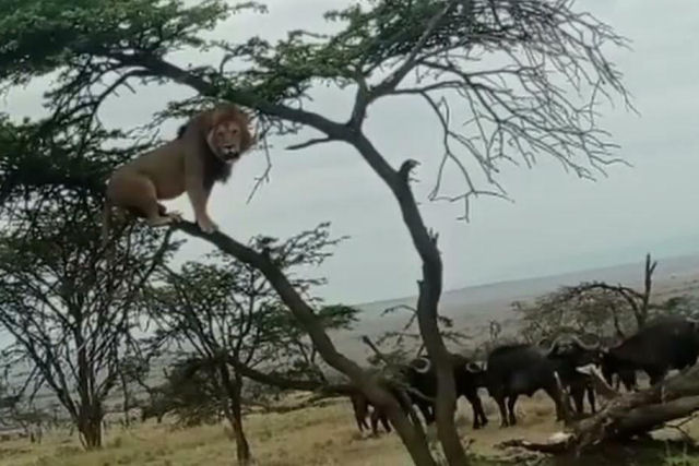 Leão teve que subir em uma árvore para fugir de uma manada de búfalos