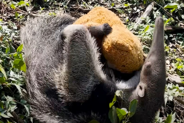 Bebê tamanduá órfão aprende a procurar alimentos com a ajuda de seu ursinho de pelúcia
