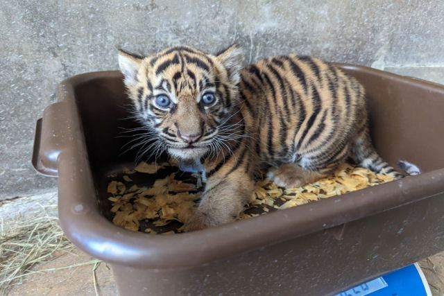 Zoo americano anuncia o nascimento de uma tigresa-de-Sumatra, a espécie ameaçada de extinção