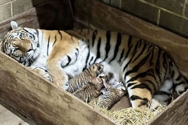 Três filhotes de tigre-de-Amur nascem no zoológico de Saint Louis, nos EUA