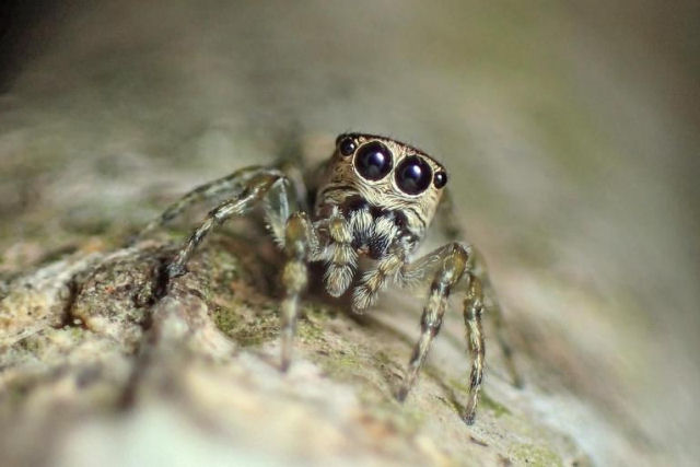 A pequena Portia é a aranha mais inteligente do mundo?