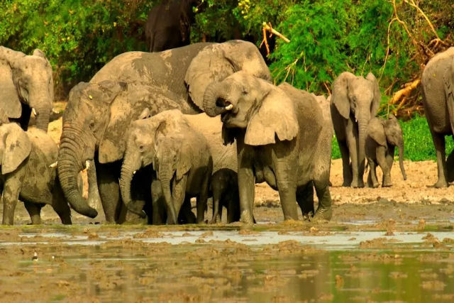 Elefantes traumatizados salvos da caça furtiva aprendem a confiar novamente em seus instintos