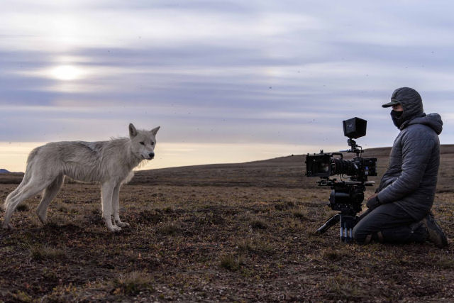Um encontro de perto e pessoal com lobos-brancos