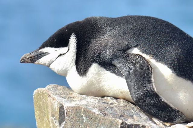 Os pinguins-barbicha dormem mais de 10.000 vezes por dia, por apenas quatro segundos de cada vez