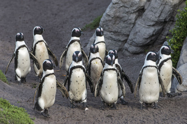 Como as bolinhas ajudam os pinguins africanos a se destacarem da multido