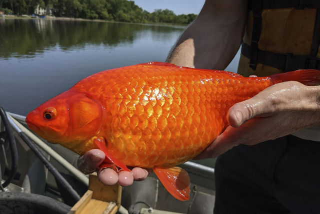 Peixes-dourados gigantes so ms notcias para os Grandes Lagos nos EUA e Canad