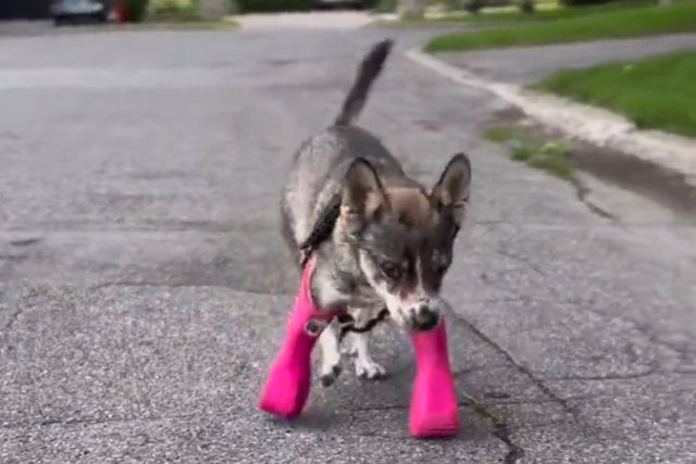 Cadela resgatada de duas patas, que levou um tiro na cabea, agora anda orgulhosamente com novas prteses