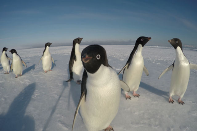 Os pinguins-de-adlia so extremamente curiosos com humanos