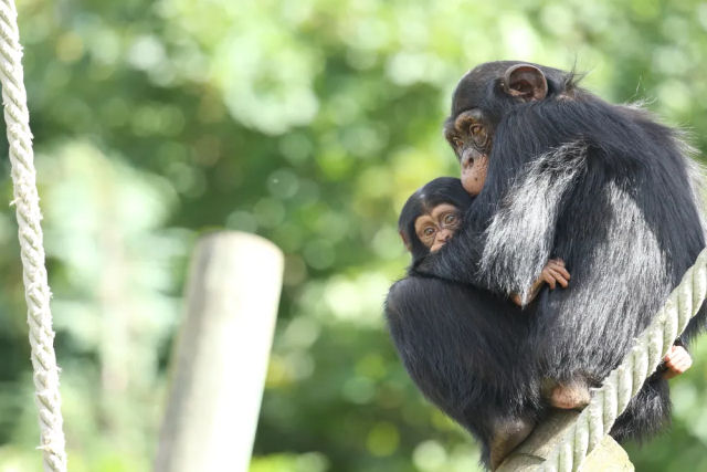 Chimpanzs e bonobos podem se lembrar de rostos por mais de 20 anos