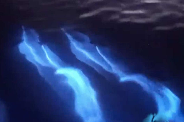 Observe um grupo de golfinhos nadando em guas bioluminescentes na costa da Califrnia