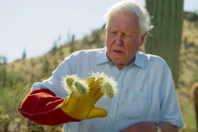 David Attenborough  atacado por cactos perigosos com 'espinhos de vidro'