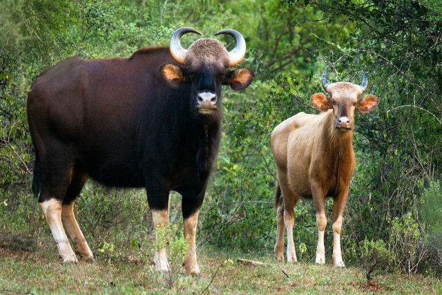 Os gauros esto entre os maiores animais terrestres existentes