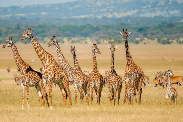 Girafas so notoriamente difceis de rastrear, mas novas tecnologias esto ajudando os cientistas a proteger as amadas espcies