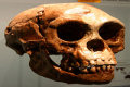 Homo Floresiensis, outra espécie humana