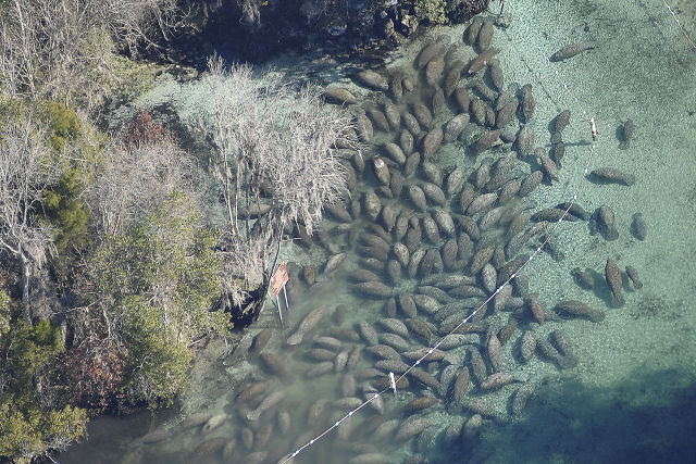 Centenas de peixes-boi se renem em nascentes da Flrida para se aquecer