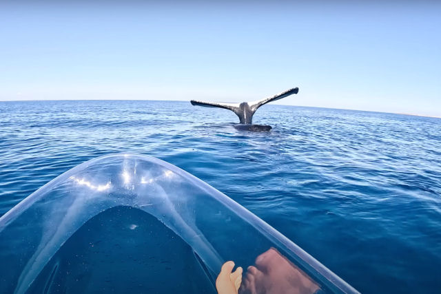 Caiaqueiro encontra uma baleia-jubarte com a cauda erguida no ar