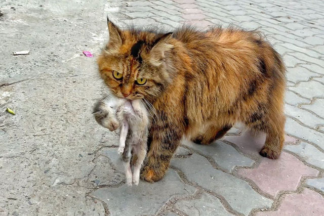 Me gata desesperada pede ajuda para seus gatinhos recm-nascidos