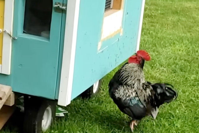Galo persistente circula entusiasmado pelo colorido galinheiro onde sua esposa mora