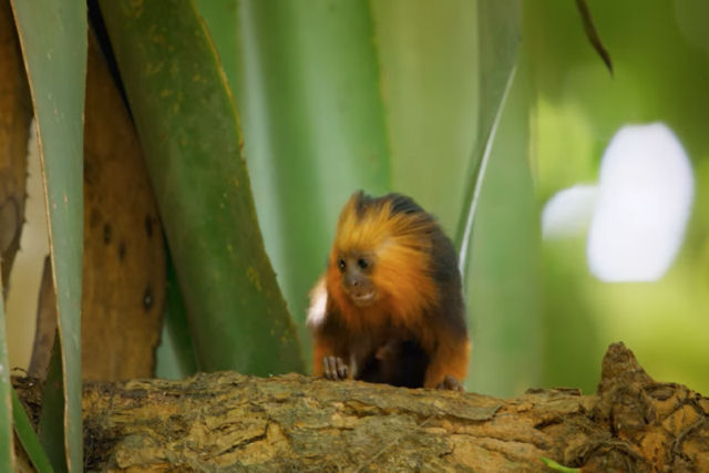 O que os micos fazem quando uma jaguatirica sobe em sua árvore?