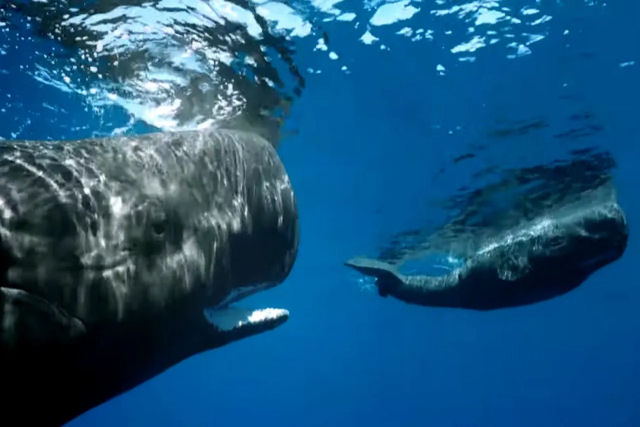 Mãe cachalote  tenta se comunicar com baleia espiã robótica!