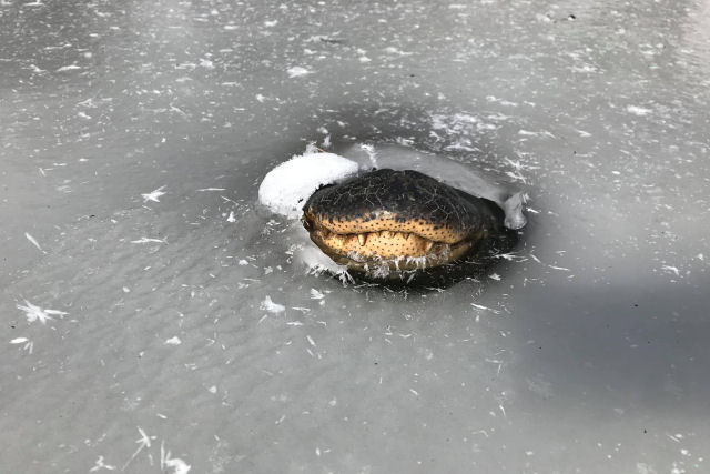 O frio do Texas deixa os crocodilos congelados debaixo dgua, mas ainda vivos