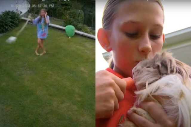 Garota gira uma píton sobre a cabeça para salvar seu hamster na Austrália