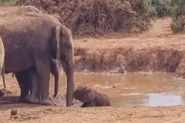 Manada de elefantes preocupada trabalha em conjunto para resgatar bebê elefante preso na lama