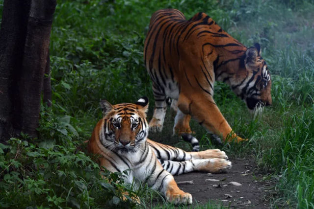 Nepal quase triplicou sua população de tigres selvagens em pouco mais de uma década