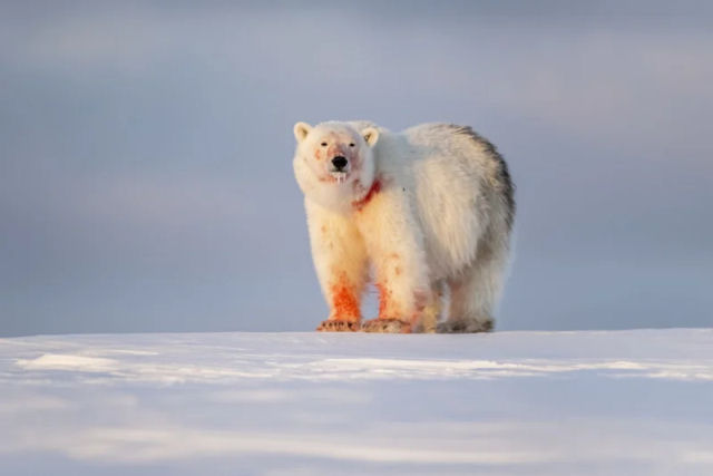 Cientistas colocam câmeras em ursos-polares e descobrem que eles estão morrendo de fome