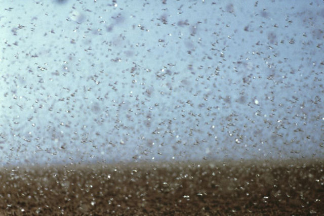 Enxames gigantes de gafanhotos podem se expandir para novas áreas com as mudanças climáticas, sugere estudo