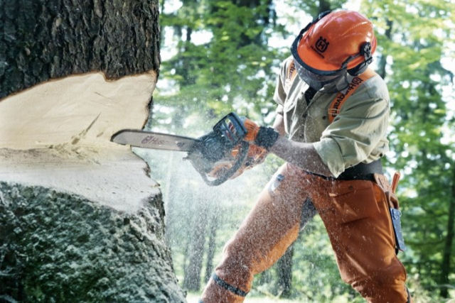A técnica de chaveta, o método definitivo para derrubar árvores