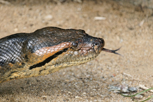 Anaconda de 8 metros de comprimento descoberta na floresta amazônica é a maior cobra do mundo