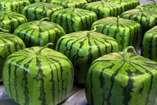 A história por trás das melancias quadradas do Japão e seu preço altíssimo