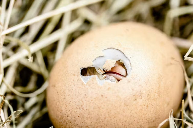 Como os pintinhos respiram dentro dos ovos?