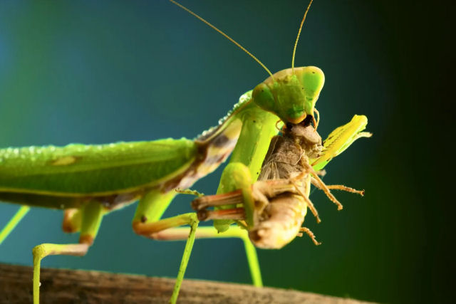 Louva-a-deus podem devorar outros insetos maiores que eles