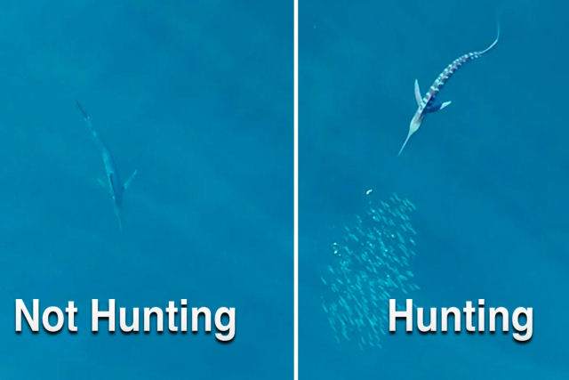 Imagens de drone revelam como o peixe mais rpido do mundo muda de cor enquanto caa