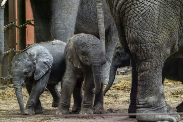 Zoo holandês vive boom de filhotas de elefantes