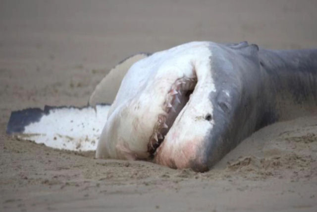 Imagens 'sem precedentes' mostram que uma orca solitária mata um grande tubarão-branco em dois minutos