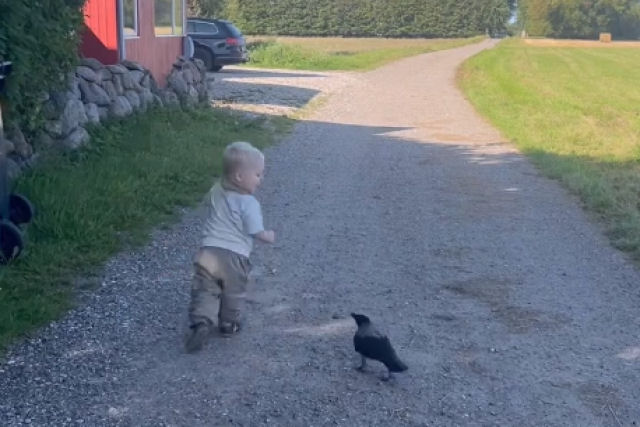 Pequeno corvo chamado Russell adota o filho de seu salvador