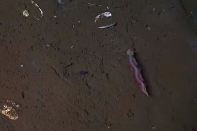 Cientistas fotografam verme tapete mgico vivo' nunca antes visto no oceano
