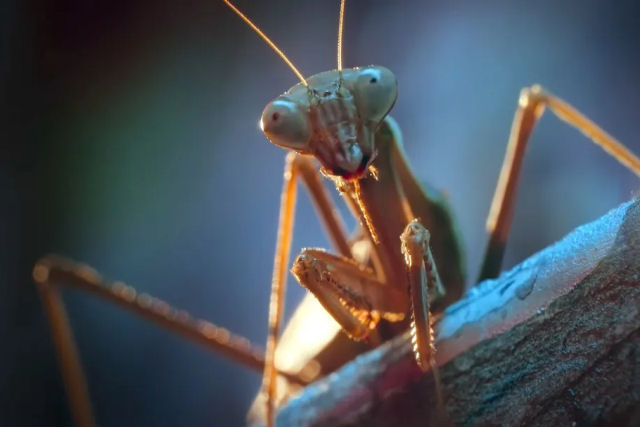 Trs insetos revelam como  a noite na cidade do ponto de vista deles em 'A Real Vida de um Inseto'