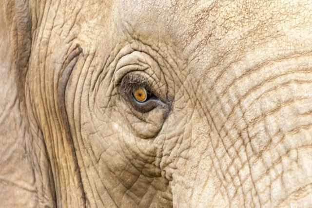 Elefantes asiticos enterram seus mortos, sugere nova pesquisa