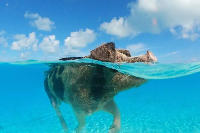 Porco-espio robtico junta-se aos porcos nadadores das Bahamas