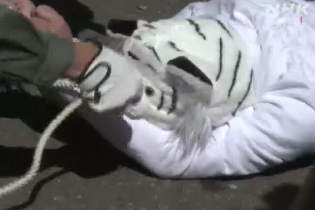 Homem-tigre rouba show no exerccio de treinamento de segurana de zoo japons