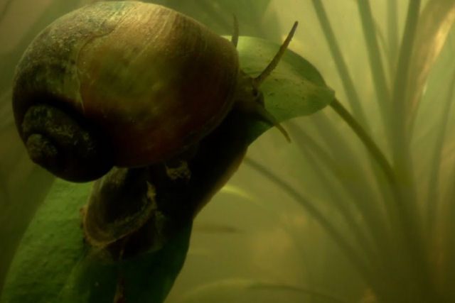 Caracol-aru: o heri improvvel do pantanal