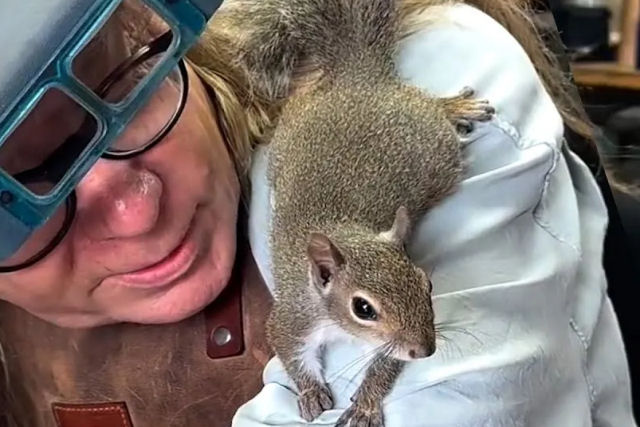 Esquilo resgatado inspeciona cada pea das lindas joias personalizadas de seu humano