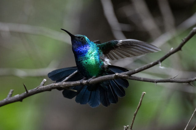 Um dos colibris mais raros do mundo faz uma apario deslumbrante na Colmbia
