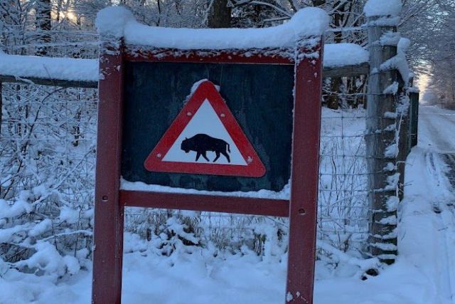Por que h um sinal de travessia de biso em uma ilha dinamarquesa?