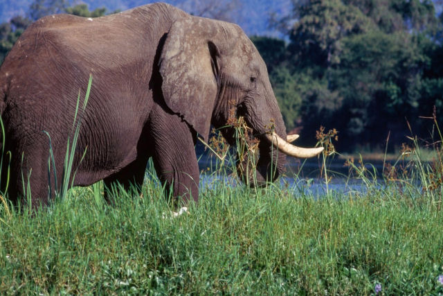 Elefante ataca caminho de safri na Zmbia, matando turista de 80 anos
